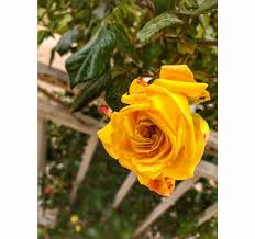 ثم إنني م غرمة بالهدوء واللون الأصفر وصديقة جيدة لآواخر الليل وبدايات الصباح المبهجـة Flowers Rose Plants