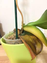 Orchid Health Rot Orchid Leaves Orchid Leaves Turning Yellow Orchid Plant Care