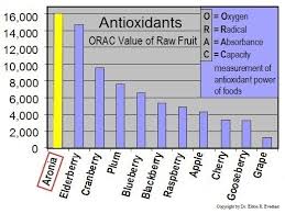 aronia in america health benefits of aronia berries