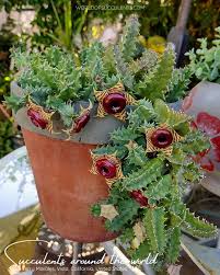Image result for Huernia zebrina