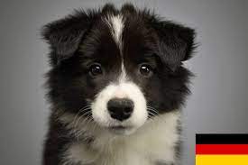 The usbcc was dedicated to preserving the border collie as a. Border Collie Zuchter In Deutschland Mybordercollie De