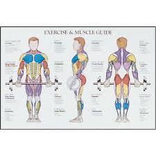 Amazon Com Power Systems Exercise And Muscle Chart