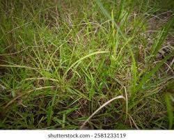 Image result for Hemarthria