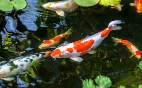 If there is something special about koi fish that will shock you is their worth. The Story Behind The Koi And The Price You Know