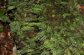 Image result for Arthropteris anniana