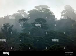 Image result for Coffea ligustroides