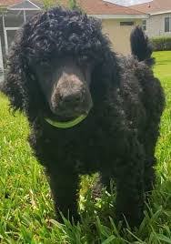 Give me an overview of poodle puppies for sale in ohio. 7 Best Poodle Breeders In Ohio 2021 We Love Doodles