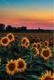 Flower Aesthetic Sunset Sky Sunflower Wallpaper Beautiful Flowers Beautiful Nature