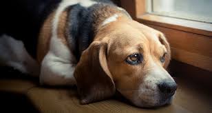 Your pet stop in sioux falls sd carries quality pet supplies for dogs, cats, horses, birds, and rabbits. Dog In Mourning Helping Our Pets Cope With Loss Cesar S Way