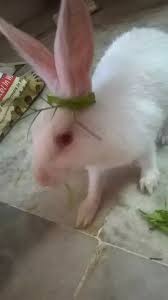 Also, wash the roots too and chop them into smaller pieces to make eating easier. Can I Feed My Rabbit Cooked Vegetables Why Or Why Not Quora