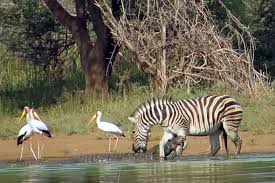 *graphic content*viralsnare verified (original) * for licensing / permission to use: Watch Zebra Pulls Free From Crocodile S Grip After Desperate Struggle Predator Vs Prey Earth Touch News