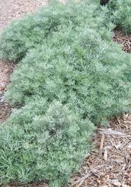 Image result for Agelanthus combreticola