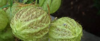 Across (7 cm), in late spring and summer. Gomphocarpus Species Balloonplant Cotton Bush Hairy Balls Giant Swan Milkweed Gomphocarpus Physocarpus