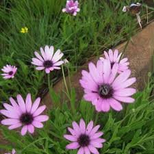 Image result for Dimorphotheca