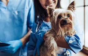 We know your pet is an important member of your family and deserves the best possible medical care. Camino Veterinary Hospital San Clemente Ca Animal Care