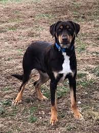 Adopt Booboo On Petfinder Dog Adoption Doberman Mix Rare Dogs