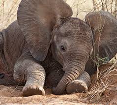 Phone the elephant insurance number now and talk to an associate of the committed customer service team, based from their uk call centres. Tracking Real Time Monitoring Save The Elephants