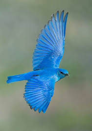 Azul Precioso Hayvanlar Kus Kus Resimleri