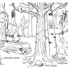 Coloring page of animals in the jungle. Pin On Coloring Pages For Your Kids