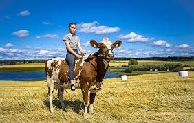 See more ideas about cowgirl, cowgirl style, cowgirl hats. Cowgirl 13 Year Old Finnish Girl Irina Riding A 2 Year Old Ayrshire Cow Called Nylon Beat Pics