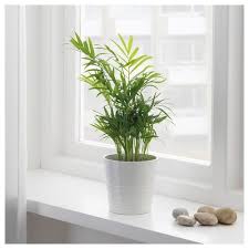 Chamaedorea Elegans Pflanze Bergpalme Ikea Deutschland In 2020 Bergpalme Pflanzen Topfpflanzen