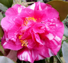 Beauty Of Holland Camellia Flowers Japonica