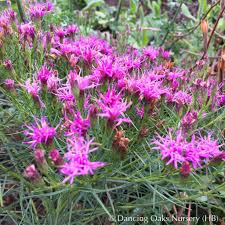 Image result for Vernonia schlechteri