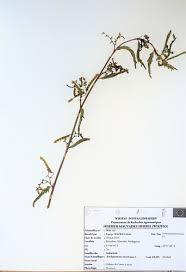Image result for Aeschynomene heurckeana