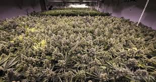24 hour light cycle for marijuana the 24 hour light cycle is by far the most common way of growing cannabis plants indoors, in the vegetative, clone or mother plant stages. Sea Of Green Sog Everything You Need To Know Sensi Seeds
