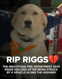 🐾 #NationalPoliceK9Day, celebrated each September 1st, honors police dogs  and memorializes K9s who gave their lives in the line of duty. We thank all  K9 officers who work daily to protect our