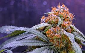 Grand Daddy Purple Cannabis Strain Review - Industrial Hemp Farms