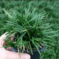 Nah, apabila masih ada sisa lahan di rumah. Jual Tanaman Hias Rumput Murah Harga Terbaru 2021