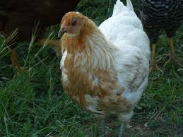 The ameraucana is similar to the araucana, which makes them easily confused if you do not know the facts. Murray Mcmurray Hatchery Ameraucana Started Pullets