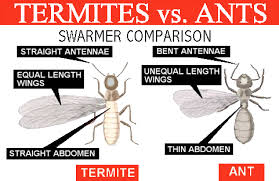 Identifying flying insects thriftyfun, identifying small black bugs thriftyfun, getting rid of flying insects thriftyfun, how to get rid of tiny flying bugs on light fixtures, tiny flying insects in your house thriftyfun. Get Rid Of Flying Insects Attracted To Lights In Your Home Home Decor Singapore