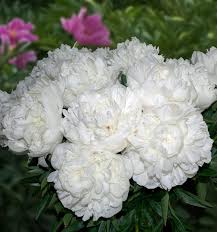 Please come visit us and check out this peony at the peony showgarden holland. Peonijas