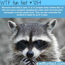 How Smart Are Raccoons Wtf Fun Fact Wtf Fun Facts Animal Facts Weird Facts
