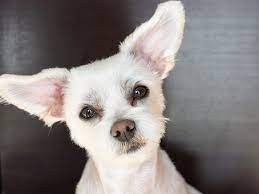The maltese is a breed of dog in the toy group. Why Is My Maltese Losing Its Hair Maltese Hair Loss