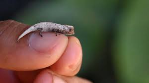 Image result for Synadenium cameronii