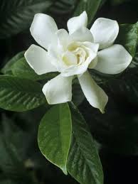 Gardenia Or Cape Jasmine Flower Gardenia Jasminoides Photographic Print David Sieren Allposters Com Jasmine Flower Most Beautiful Flowers Gardenia