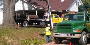 When removing a pine tree, you must first know how they grow inside. Tree Stump Services In Cedar Grove G H Tree Service