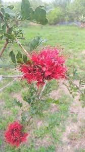 Image result for Schotia capitata