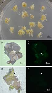 Fue una reacción totalmente justa ante estos hechos de gabriel boric, que se alejó totalmente de las demandas sociales. Agrobacterium Mediated Immature Embryo Transformation Of Recalcitrant Maize Inbred Lines Using Morphogenic Genes Protocol Translated To German