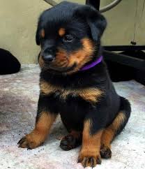 A new club formed during the early 1900s. Baby Rottweiler Puppies Off 68 Www Usushimd Com