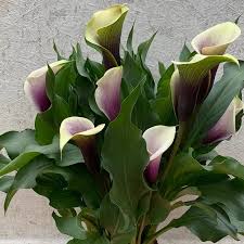 Image result for Zantedeschia