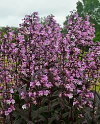 Beardtongue, penstemon this penstemon will help fill the gap in your lineup for a taller, attractive foliage option. Midnight Masquerade Beardtongue Penstemon Hybrid Proven Winners