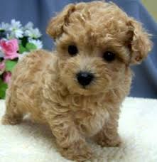 Very low prices could be a red flag, and you may find that you will be spending the money you save on vet bills instead. Stunning Maltipoo Princess She Is Stunning Beautiful Apricot Coat Sold Puppies For Sale