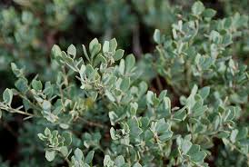 Image result for Agelanthus patelii