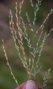 Image result for Arundinella nepalensis