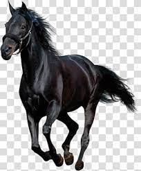 American Paint Horse Arabian Horse Mustang Andalusian Horse Mustang Transparent Background Png C American Paint Horse Horse Painting Watercolor Horse Painting