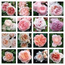 It shows a soft shade of pink with a strong fruity scent. David Austin Roses In An English Country Garden Vicki Archer